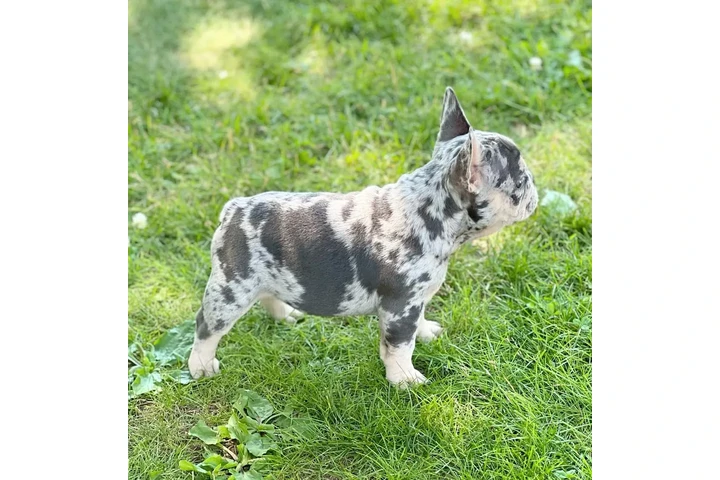 $300 : French bulldog image 2