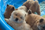 Cachorros Chow Chow disponible