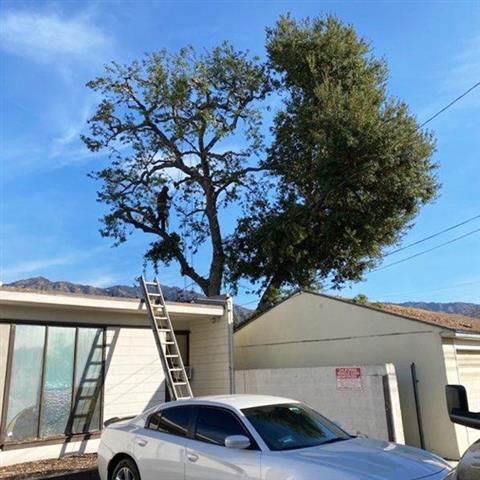 Sanchez Tree Service image 5