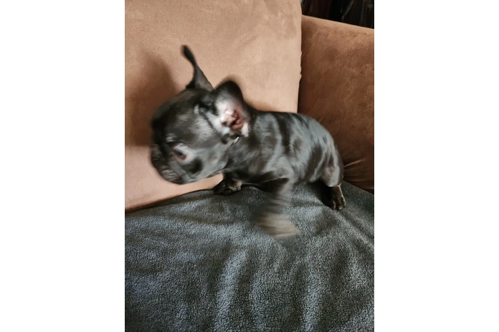 $1000 : French bulldog image 3
