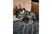 $1000 : French bulldog thumbnail