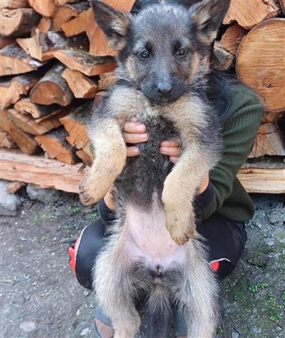 $460 : German Shepherd puppies for sa image 2