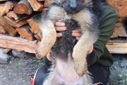 $460 : German Shepherd puppies for sa thumbnail