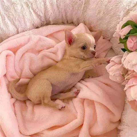 $500 : Chihuahua puppies for adoption image 2