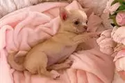$500 : Chihuahua puppies for adoption thumbnail
