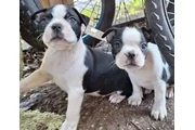 Boston Terrier Puppies en Washington DC