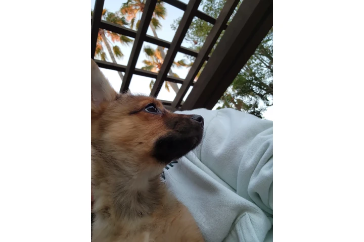 $1 : Adopcion image 1