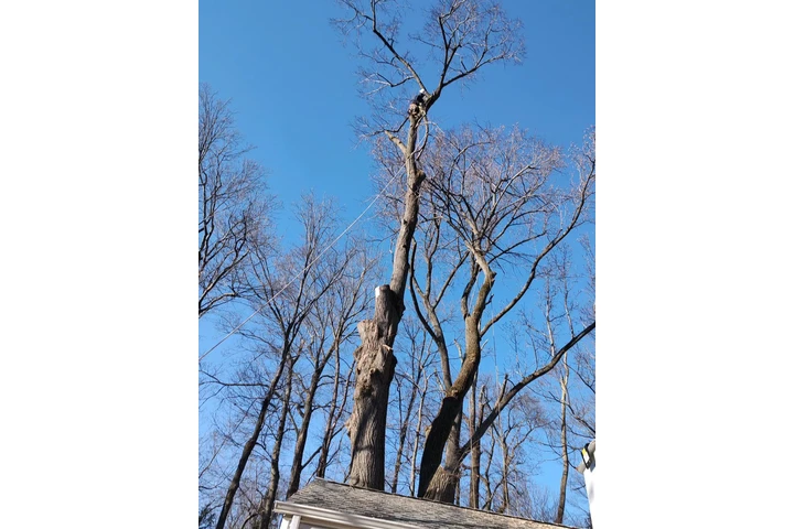 Pinesbridge Tree Service INC image 5