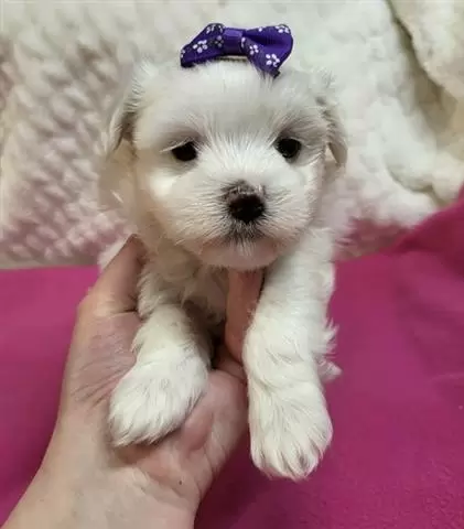$350 : Maltese puppies for adoption image 2