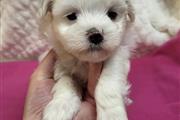$350 : Maltese puppies for adoption thumbnail
