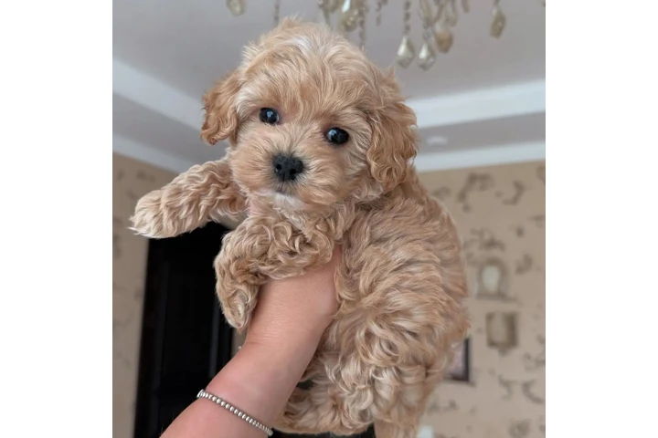 $550 : Maltipoo puppies image 1