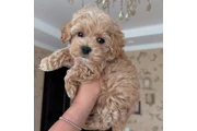 Maltipoo puppies en Los Angeles