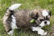 Shih Tzu Puppies Available en North Dakota