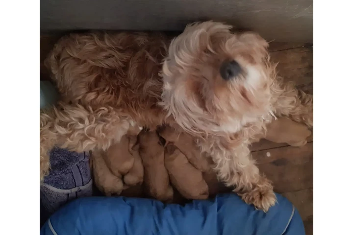 $500 : Cachorros Cavapoo para nuevos image 6