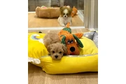 $350 : cachorros Maltipoo thumbnail