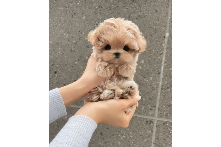 $350 : MALTIPOO EN VENTA image 2