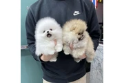 $350 : Pomerania en venta thumbnail