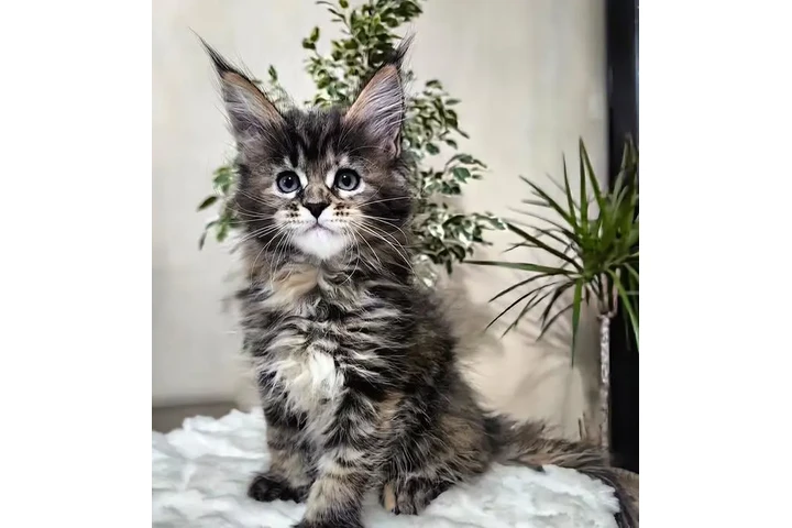 $410 : Maine Coon de calidad disponib image 3
