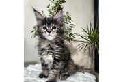 $410 : Maine Coon de calidad disponib thumbnail