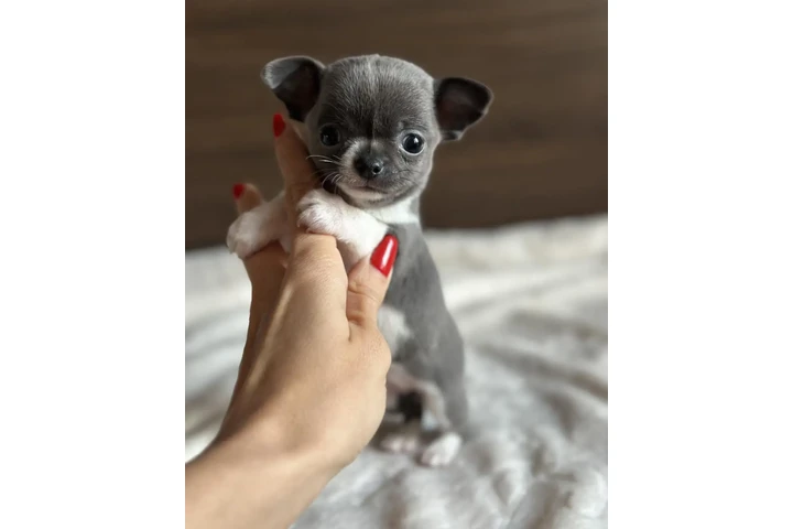 $500 : Chihuahua puppies for sale image 4