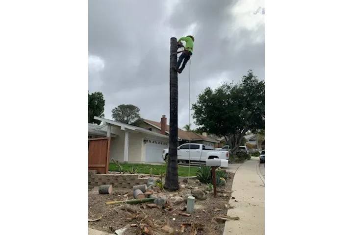 ALEX TREE SERVICE image 3