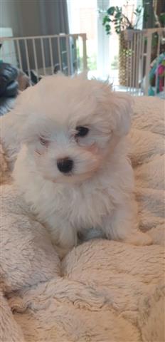 $600 : Maltese puppies for Rehoming. image 3