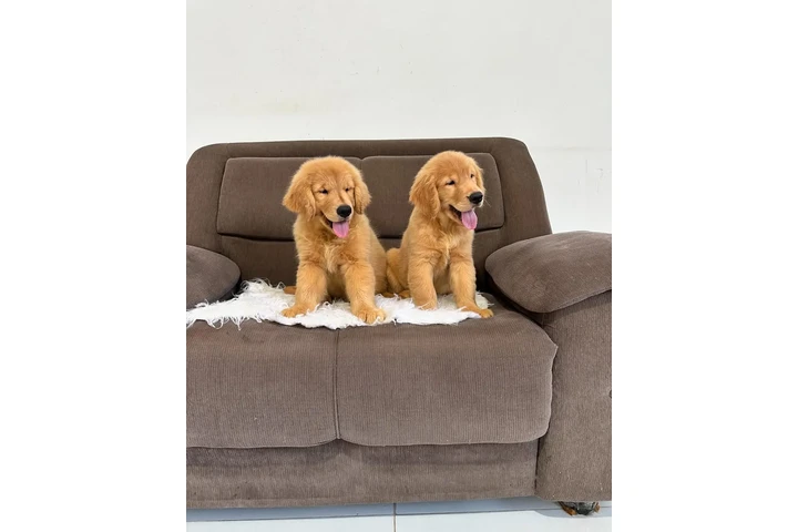 $400 : Adorable Golden Retriever Pups image 2