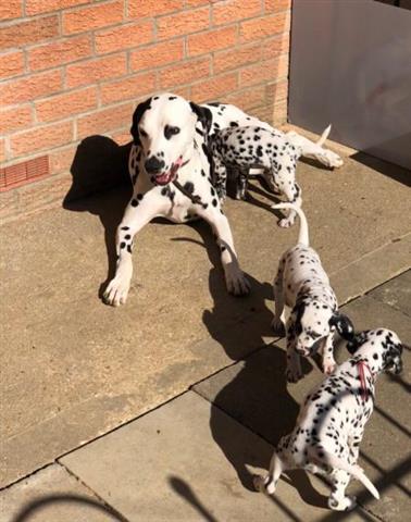 $500 : Dalmation puppies for adoption image 3