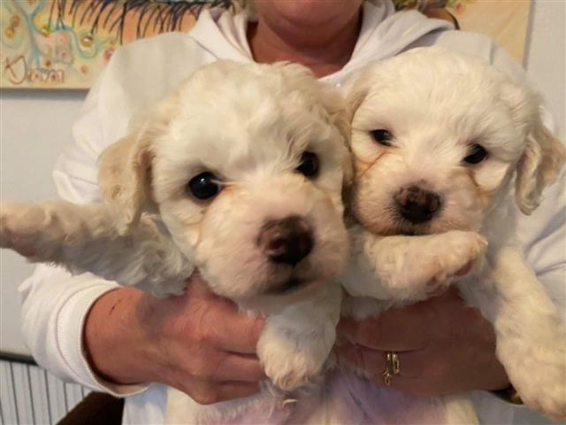 $200 : Excelentes cachorros de Bichon image 1