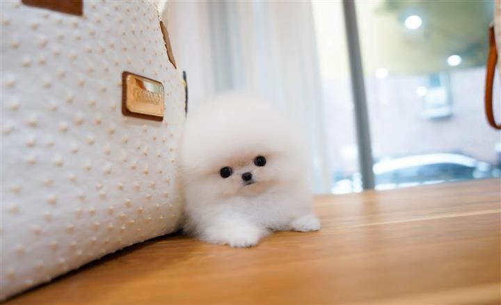 $250 : Pomeranian puppy for sale image 4