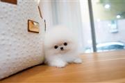 $250 : Pomeranian puppy for sale thumbnail