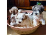 Mini schnauzer en Miami
