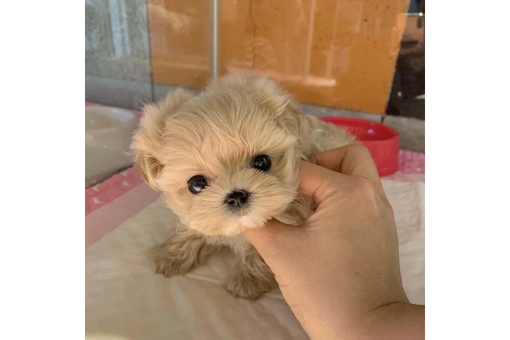 $350 : MALTIPOO EN VENTA image 1