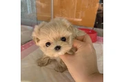 MALTIPOO EN VENTA en New York