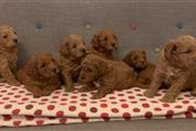 $500 : CACHORROS GOLDENDOODLE thumbnail