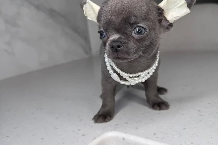 $250 : Chihuahua teacup puppies image 6