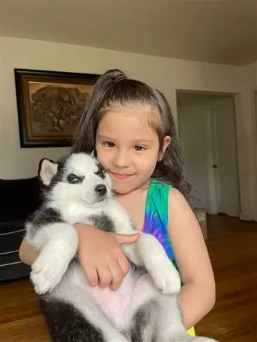 $400 : BUY HUSKY PUPPYS ALL BLUE EYES image 2