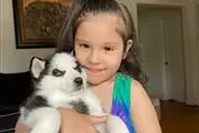 $400 : BUY HUSKY PUPPYS ALL BLUE EYES thumbnail