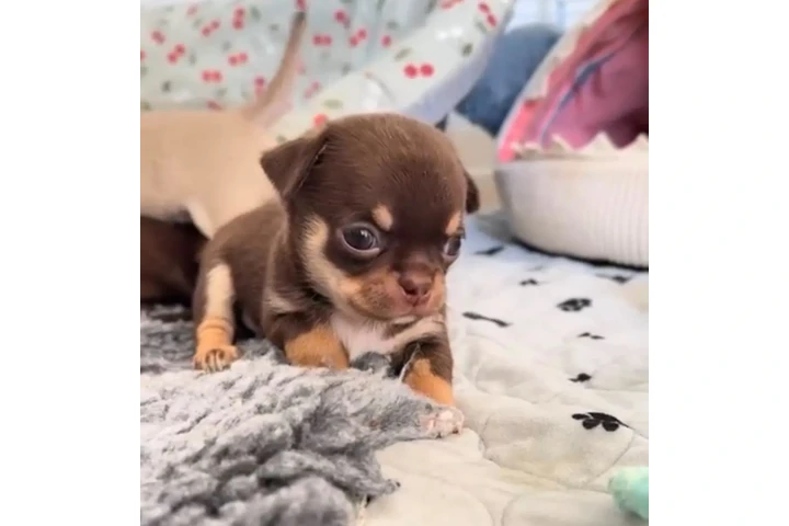 $350 : Cachorros de chihuahua image 1