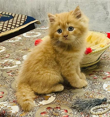 $500 : Lindos gatitos persas disponib image 4