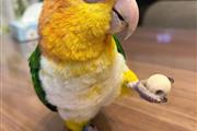 $500 : Parrot birds macaw thumbnail