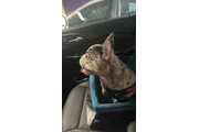 Buldog francés hembra en Phoenix