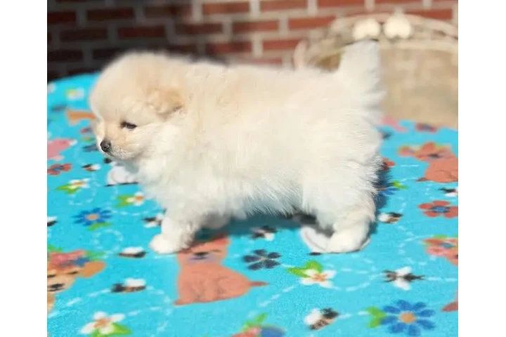 $400 : Teacup Pomeranian Available image 2