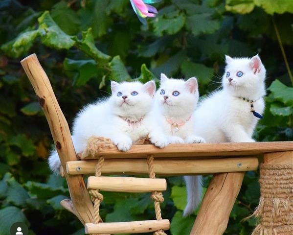 $300 : White Shorthair Kitten image 1