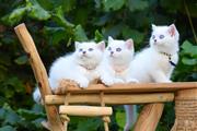 $300 : White Shorthair Kitten thumbnail