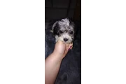 PUPPIES FOR SALE en Los Angeles