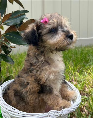 Mini Schnoodle Puppies !!! image 6