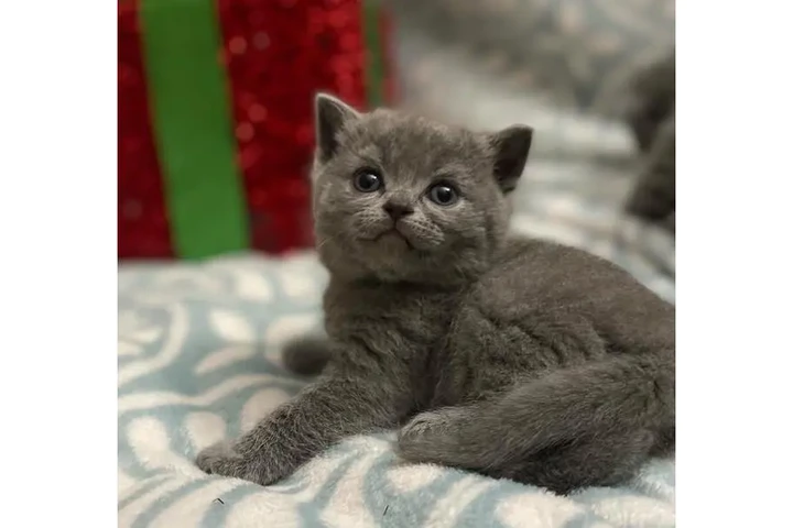 $280 : Shorthair Kittens Ready image 2