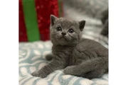 $280 : Shorthair Kittens Ready thumbnail