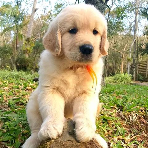 $290 : Male & Female Golden Retriev image 1